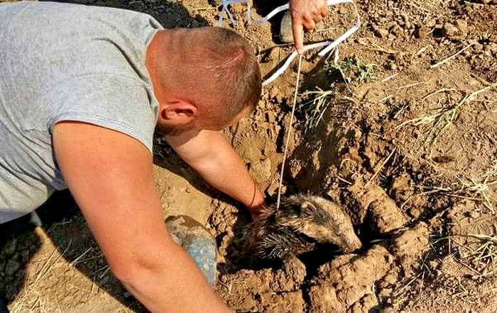 На поле в Одесской области спасли барсука, который застрял в трубе
