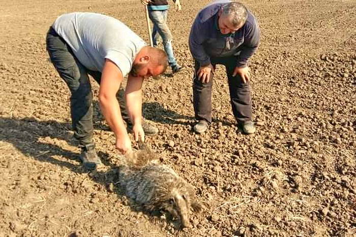 На поле в Одесской области спасли барсука, который застрял в трубе