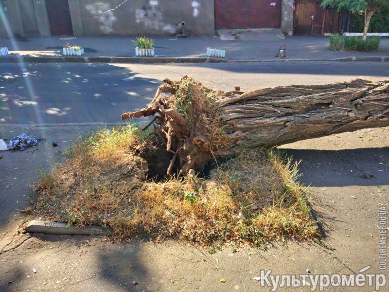 В центре Одессы рухнуло аварийное дерево. Местные жители просили его спилить еще год назад