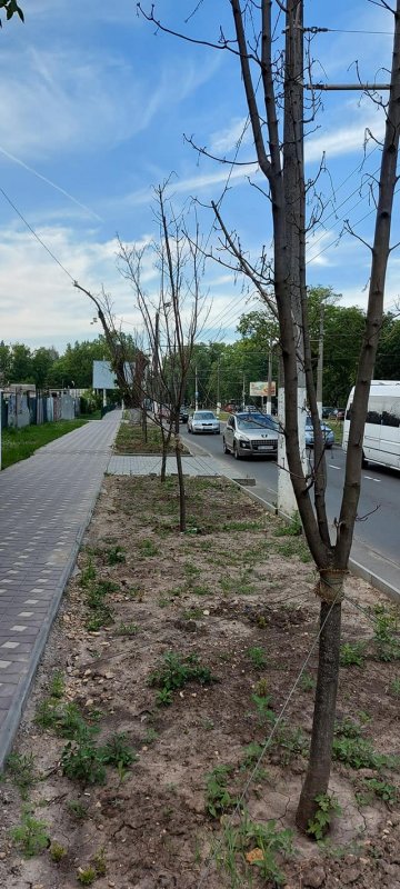 В Одессе засохли десятки молодых деревьев