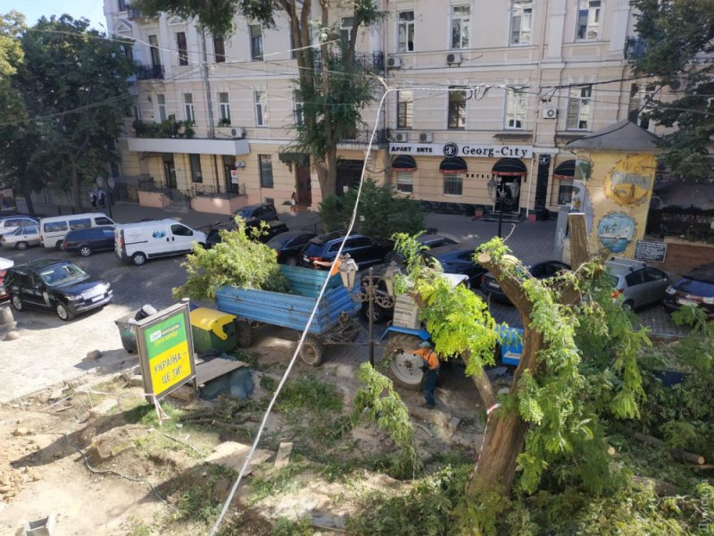 Коммунальщики со второй попытки уничтожили на Дерибасовской акацию, которой по документам было 450 лет