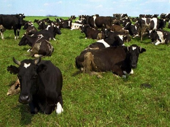 Поголовье коров уменьшилось более чем на 6% за год