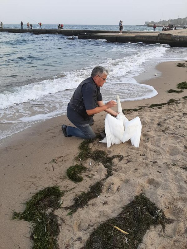 В Одессе на пляже «Отрада» обнаружили одинокого лебедя (фото)
