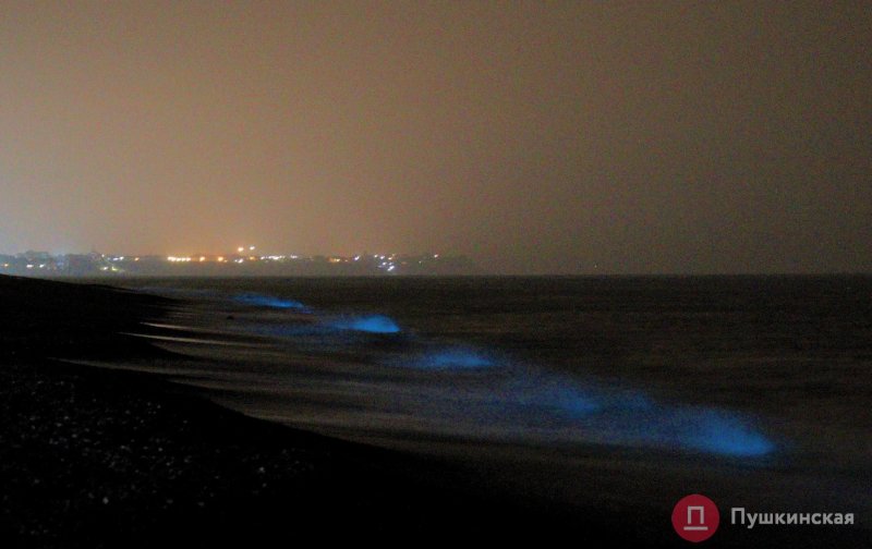 На курортах под Одессой море стало светиться ночью (фото)