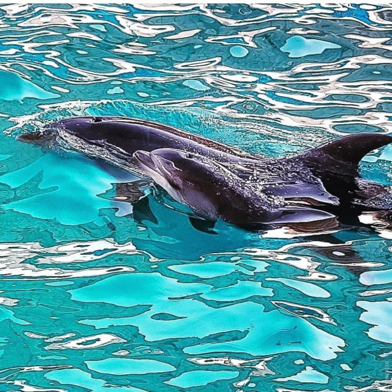 Этой осенью зафиксирован рекордный беби-бум: в одесском дельфинарии снова пополнение (общество)