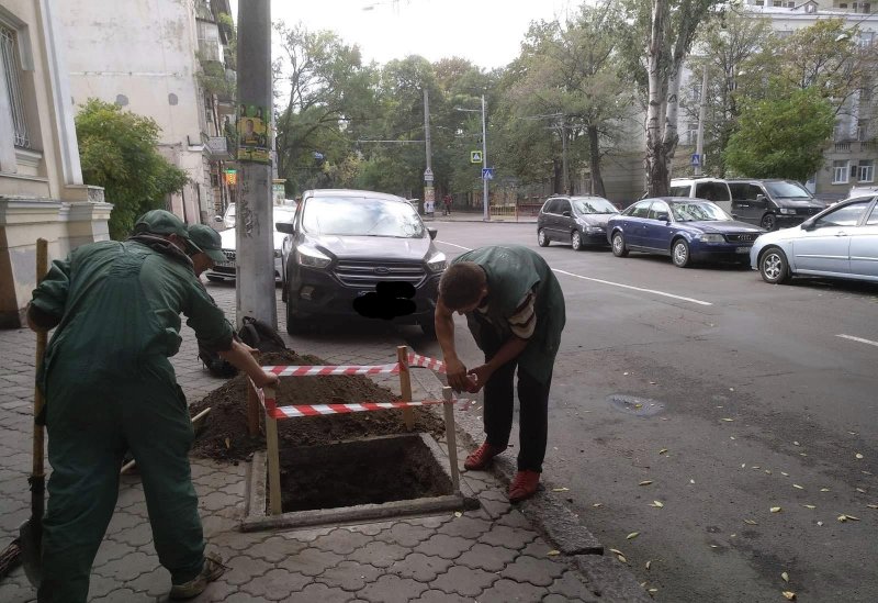 Осенняя посадка: на пяти центральных улицах Одессы появятся новые деревья (фото)