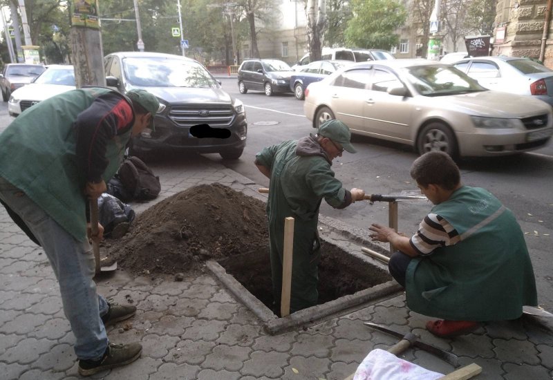 Осенняя посадка: на пяти центральных улицах Одессы появятся новые деревья (фото)