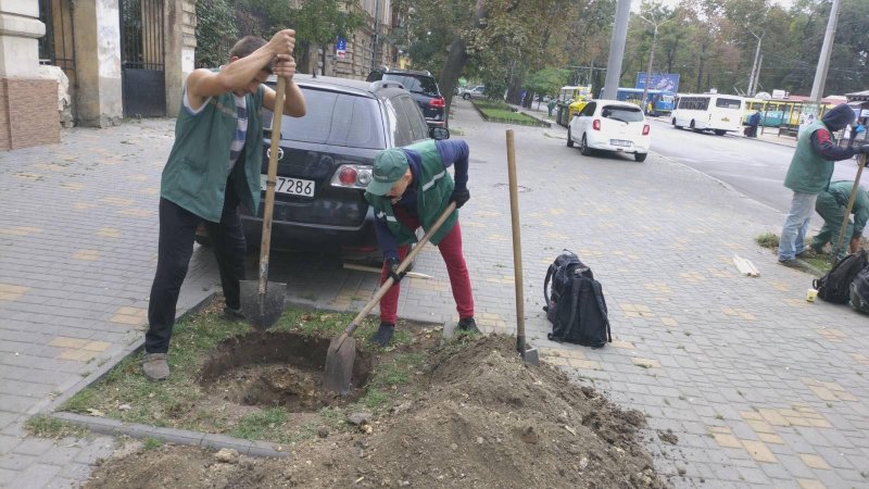 Осенняя посадка: на пяти центральных улицах Одессы появятся новые деревья (фото)