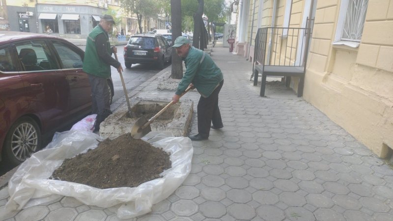 Осенняя посадка: на пяти центральных улицах Одессы появятся новые деревья (фото)