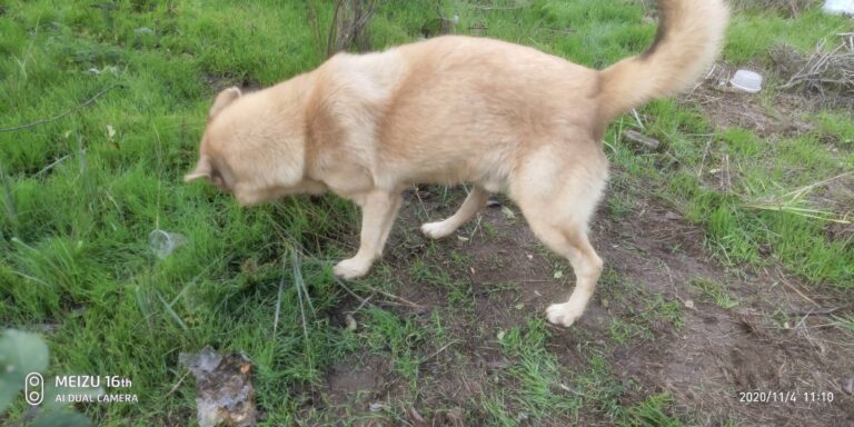 В Измаиле спасали собаку из 10-метрового колодца (ФОТО)