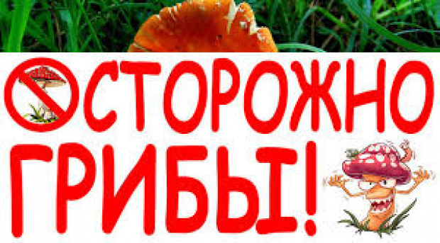 За неделю 16 жителей Одесской области отравились грибами: ребенок из Саврани остается в коме