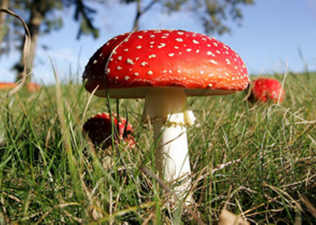 В Одессе и области за неделю грибами отравились 35 человек