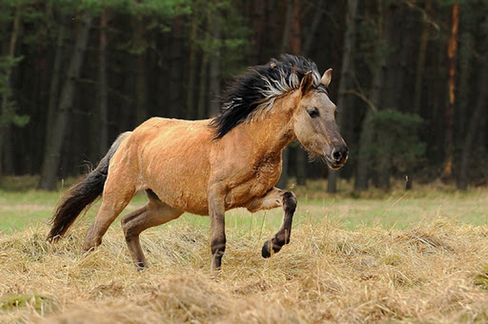 В Одесскую область привезли коней с признаками первобытной лошади (фото)