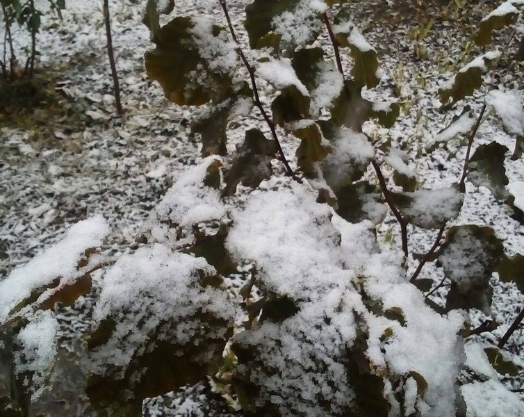 Арциз: прощальные аккорды уходящего ноября ( фоторепортаж)