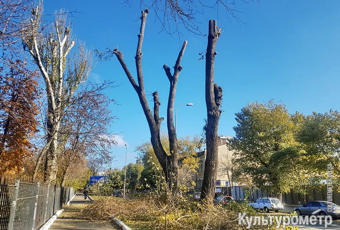 На проспекте Гагарина тополи подрезали так, что остались только стволы (фото)