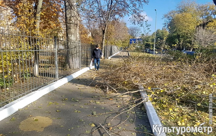 На проспекте Гагарина тополи подрезали так, что остались только стволы (фото)