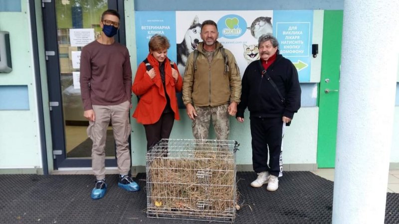 История спасения барсука счастливо заканчивается: зверя вернули в нацпарк