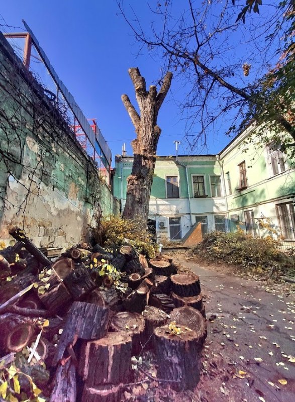 В Одессе пилят “Пушкинский тополь” – самое большое дерево в городе