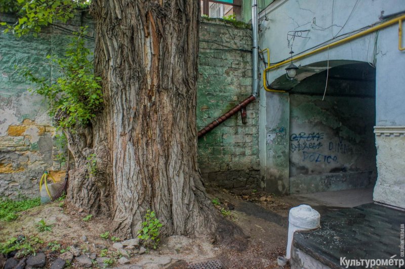 В Одессе пилят “Пушкинский тополь” – самое большое дерево в городе