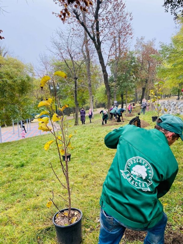Одесситы высадили 38 магнолий в Стамбульском парке и Ботаническом саду