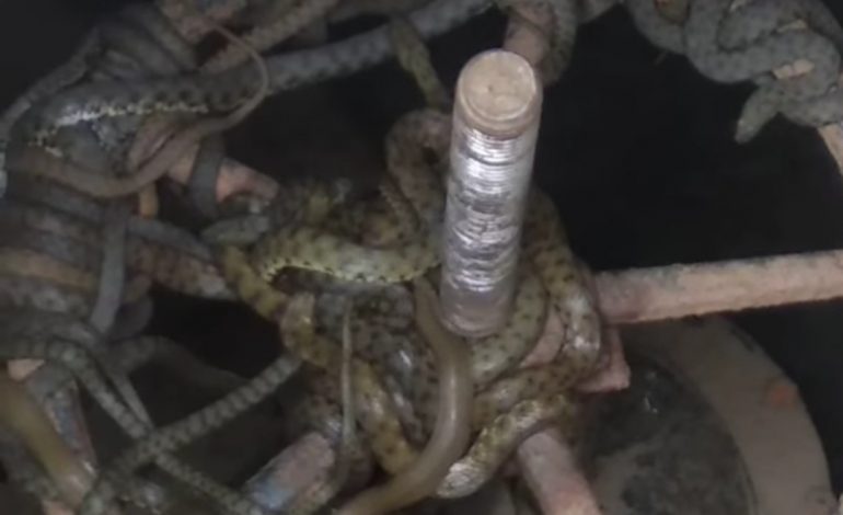 В Рени в водопроводном колодце обнаружили кубло змей (видео)