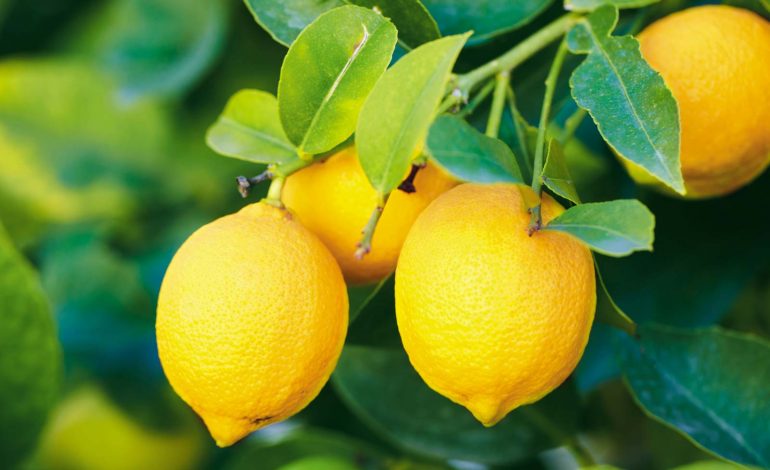 В Украине растут цены на лимоны