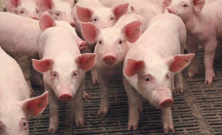 В Одесской области зафиксирована вспышка чумы свиней