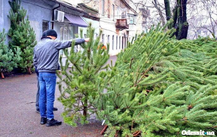 Новый Год приближается: в Одессе открылись елочные базары