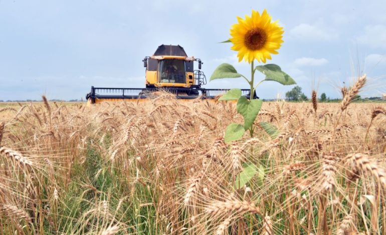 Объем сельхозпродукции в Украине за 11 месяцев сократился на 12,4%