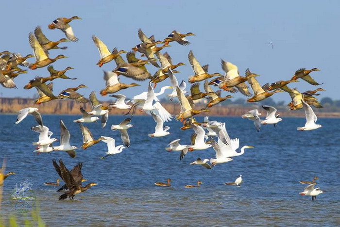 Лебеди и гуси гибнут, поклевав растения и зерна на полях Одесской области, заявляет экоактивист