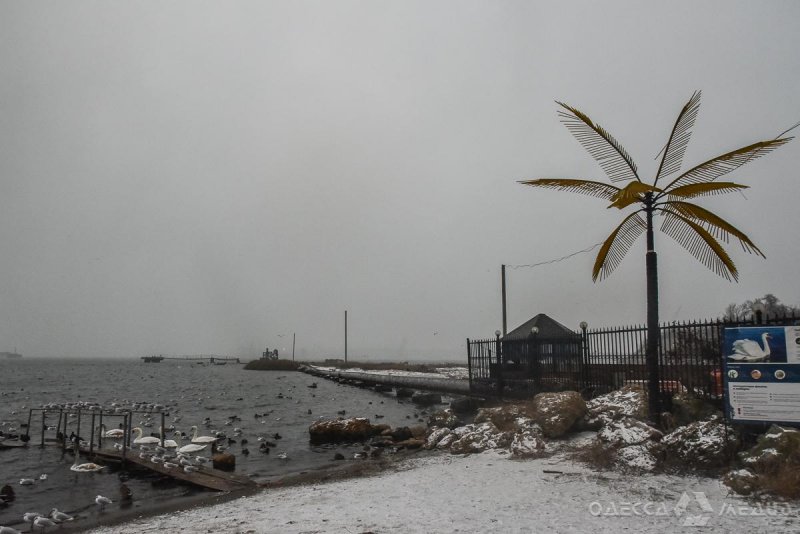 Переправа в снегу: пальма, поземка и озябшие чайки (фоторепортаж)