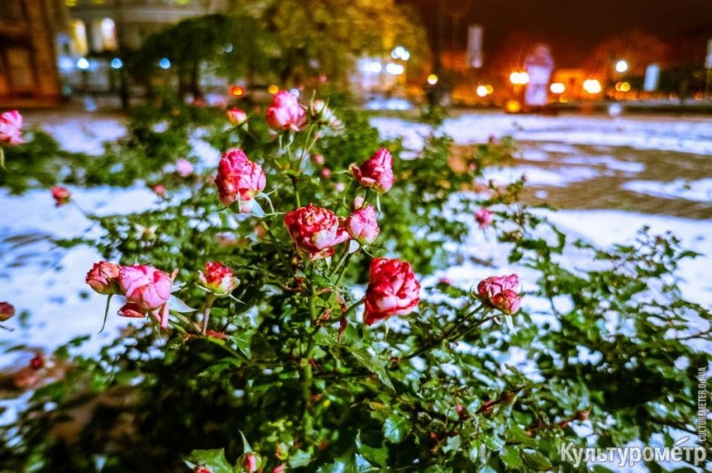 Красивая Одесса под первым снегом (фото)