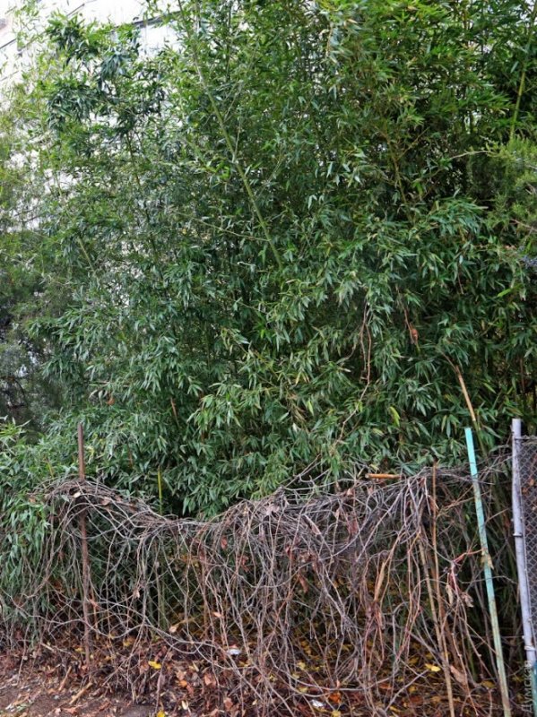 В одесском дворе обнаружили заросли зеленого бамбука