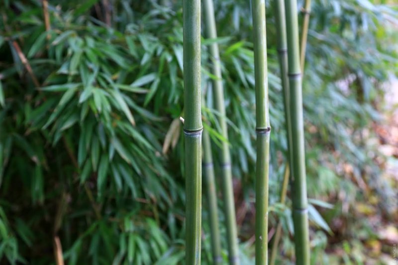 В одесском дворе обнаружили заросли зеленого бамбука