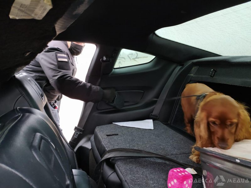 В Одесской области служебные собаки в иномарках обнаружили наркотики (фото, видео)