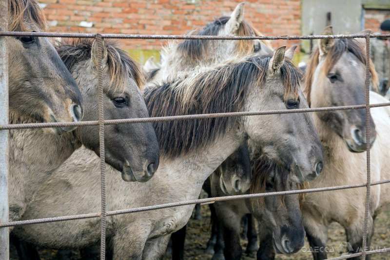 На необитаемом острове в Одесской области поселилось стадо из двух десятков диких лошадей (видео)