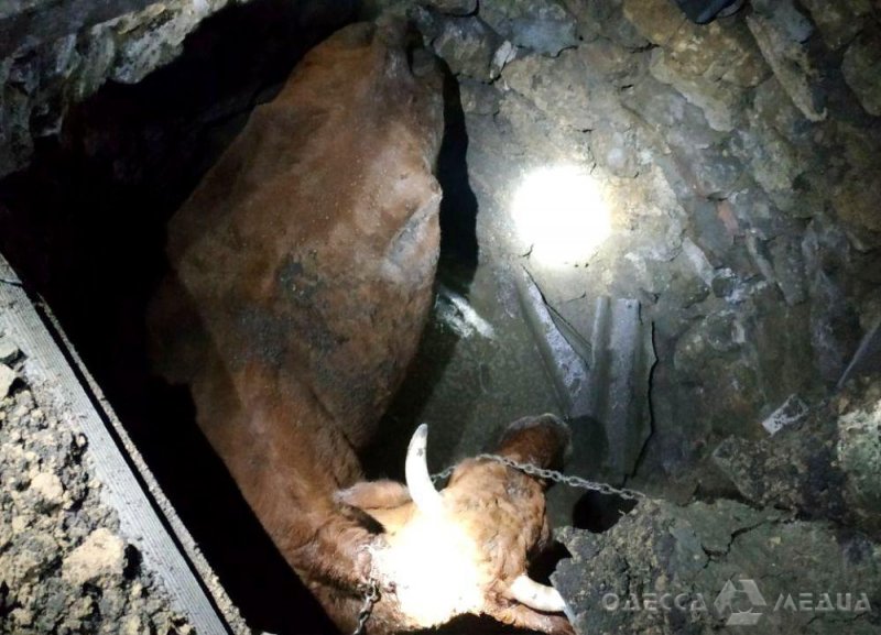 Одесские спасатели пришли на помощь к провалившейся в канализационную яму корове (фото)