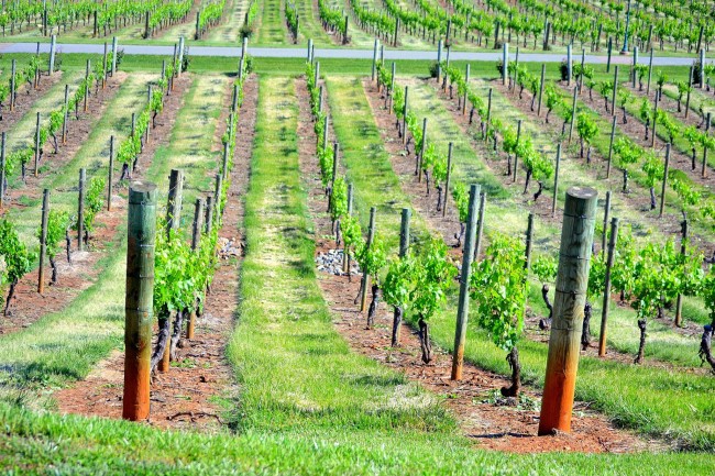 Виноделы Одесской области пострадают от обнуления квот на импорт европейских вин