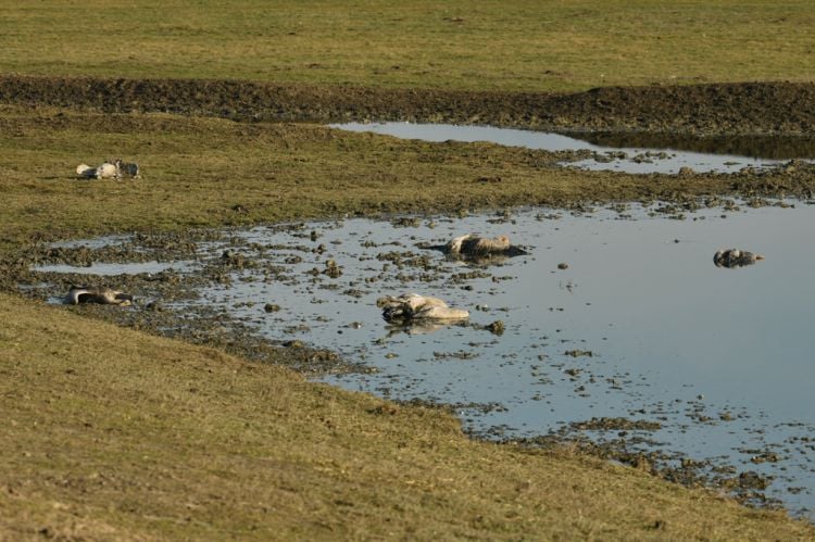 В заповеднике Аскания-Нова погибли 185 краснокнижных журавлей – их могли отравить