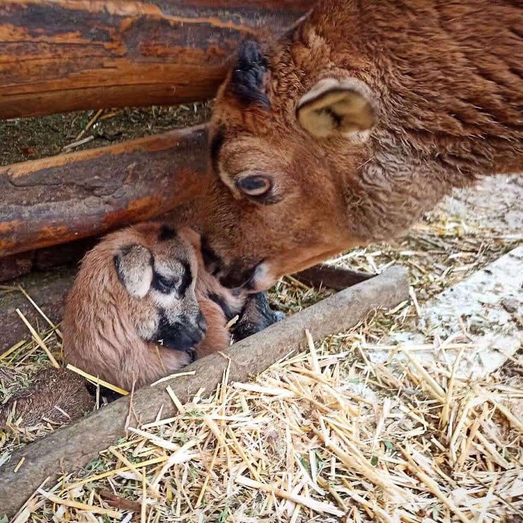 В Одесском зоопарке родились первые в этом году зверята (фото)