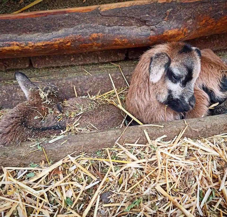 В Одесском зоопарке родились первые в этом году зверята (фото)
