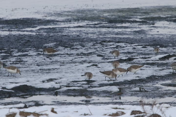 В Одесской области зимуют пеликаны и чернозобики, несмотря на морозы (фото)