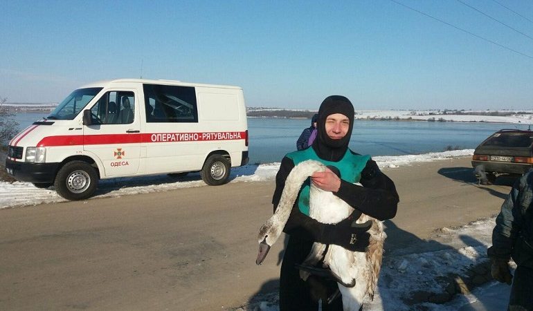 В Одесской области спасли из ледяного плена замерзающих лебедей