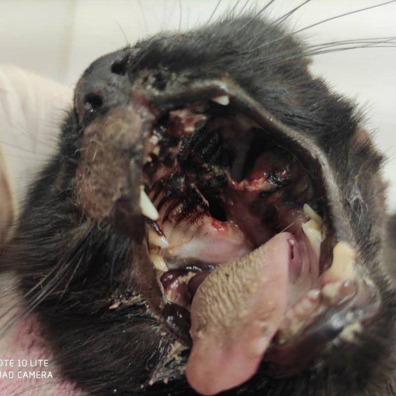 В Одессе петардой разорвало челюсть кошке (фото 18+)