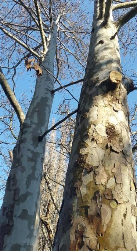 Во дворе на Таирова спилят 60 деревьев ради парковки районного суда