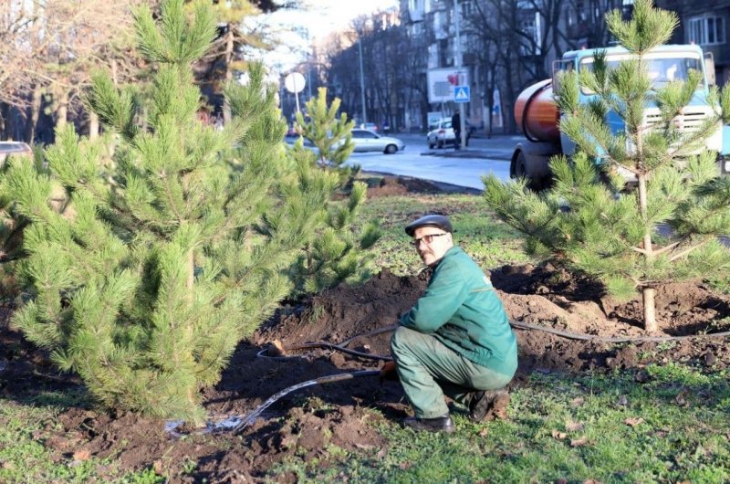 В Одессе сотрудники КП «Горзелентрест» посадили 400 сосен (фото)