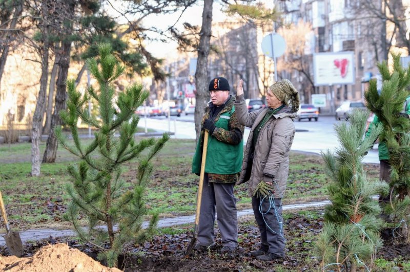 Меценат подарил Одессе 400 сосен – их высадили в Приморском районе