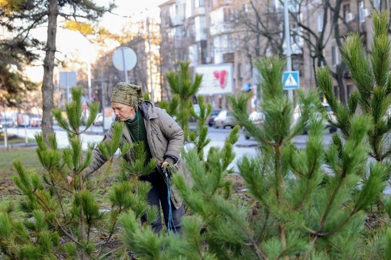 Меценат подарил Одессе 400 сосен – их высадили в Приморском районе