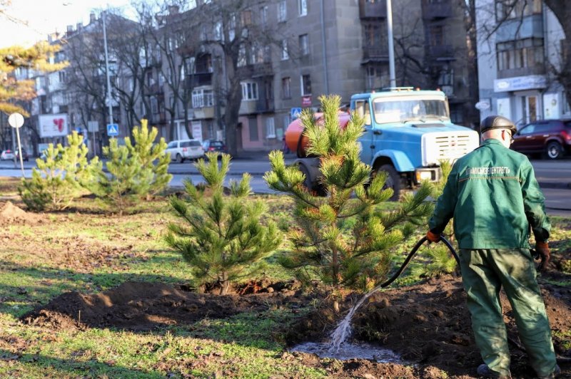 Меценат подарил Одессе 400 сосен – их высадили в Приморском районе