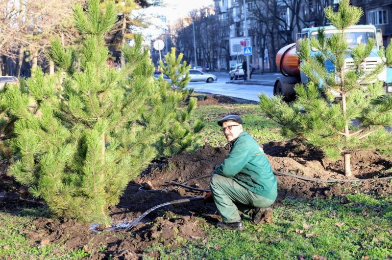 Меценат подарил Одессе 400 сосен – их высадили в Приморском районе